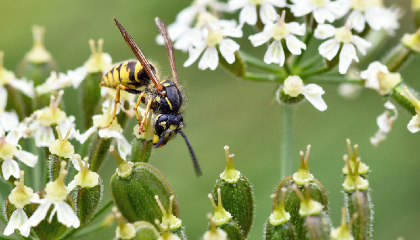 Piège à guêpes : achetez-le dès maintenant pour une efficacité dès l’arrivée du printemps !